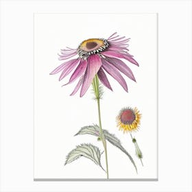 Echinacea Floral Quentin Blake Inspired Illustration 3 Flower Canvas Print