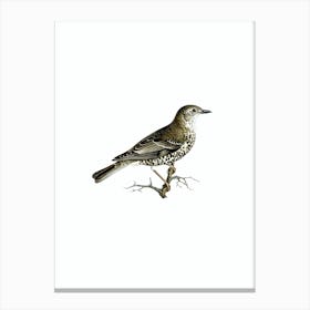 Vintage Turdus Viscivorus Bird Illustration on Pure White n.0128 Canvas Print