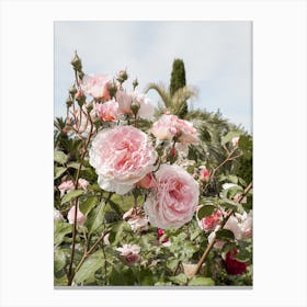 Pink Roses Garden Canvas Print