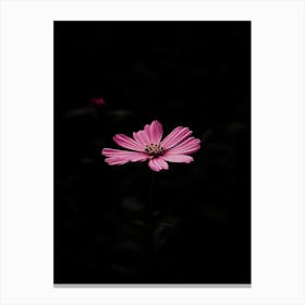 Pink Flower In The Dark 1 Canvas Print