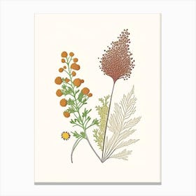 Coriander Seed Spices And Herbs Minimal Line Drawing 1 Canvas Print