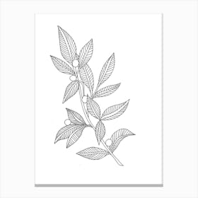 Drawing Of A Tree Branch Canvas Print