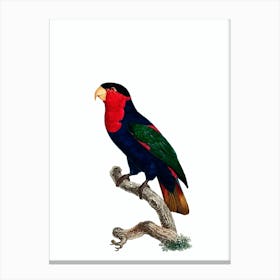 Vintage Western black-capped lory Illustration on Pure White Canvas Print