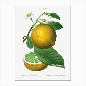  Grapefruit, Pierre Joseph Redoute Canvas Print