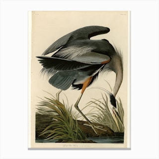 Vintage Audubon 1 Great Blue Heron Canvas Print
