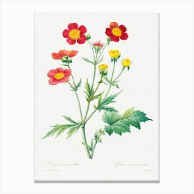 Red Avens, Pierre Joseph Redoute Canvas Print