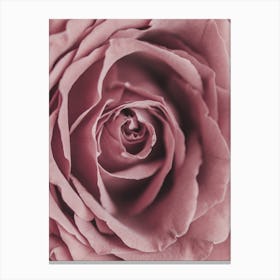 Powder Rose Canvas Print