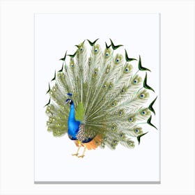 Peacock Canvas Print