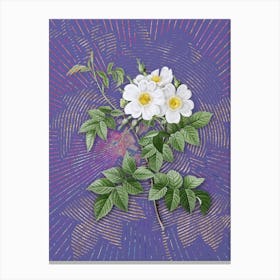 Vintage White Rosebush Botanical Illustration on Veri Peri n.0027 Canvas Print