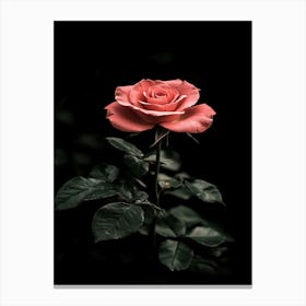 Pink Rose On Black Background 3 Canvas Print