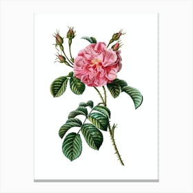 Vintage Pink Wild Rose Botanical Illustration on Pure White n.0105 Canvas Print