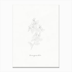 Honeysuckle Line Drawing Canvas Print