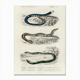 Amphisbaena Fuliginosa , Typhlops Lumbricalis (Blind Snakes), Vropeltis Philippinus (Shield Tail Snakes), Charles Dessalines D'Orbigny Canvas Print