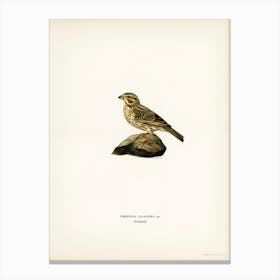 Corn Bunting, The Von Wright Brothers Canvas Print