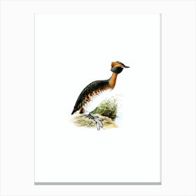 Vintage Horned Grebe In Spring Bird Illustration on Pure White n.0214 Canvas Print