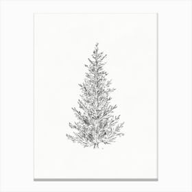 Spruce Tree Sketch Canvas Print