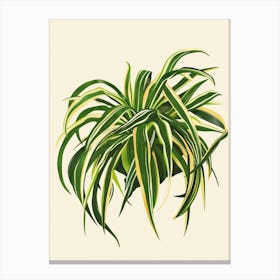 Spider Plant Minimalist Illustration 4 Canvas Print