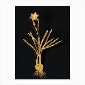 Vintage Narcissus Gouani Botanical in Gold on Black n.0213 Canvas Print