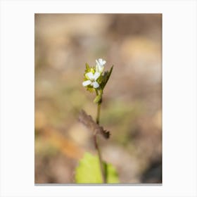 Tiny White Watercress Flower Canvas Print