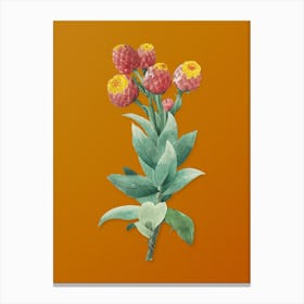 Vintage Cudweeds Botanical on Sunset Orange Canvas Print