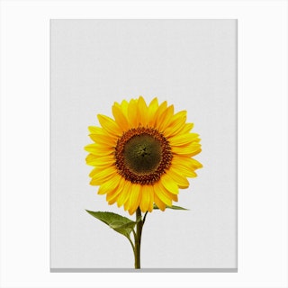 Sunflower Still Life Canvas Print