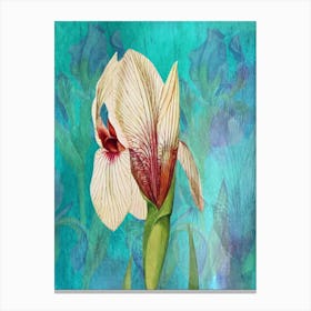 White Iris Canvas Print