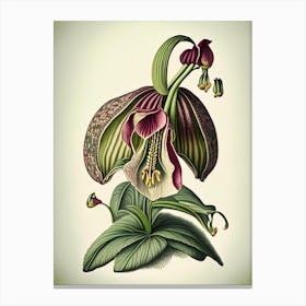 Lady's Slipper Wildflower Vintage Botanical Canvas Print