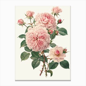 English Roses Painting Entwined 1 Canvas Print