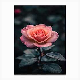 Pink Rose 64 Canvas Print