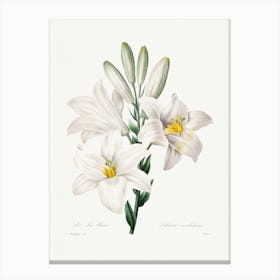 Madonna Lily, Ernst Haeckel Canvas Print