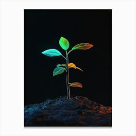 Plant Growing On The Ground 3 Canvas Print