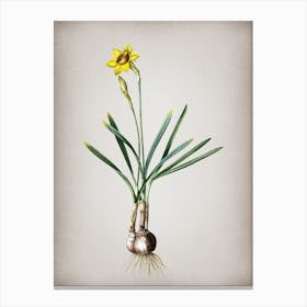 Vintage Narcissus Gouani Botanical on Parchment n.0600 Canvas Print