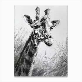 Giraffe In The Grass Pencil Drawing 10 Canvas Print