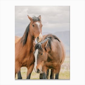 Two Bay Horses Canvas Print