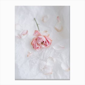 Dry Pink Rose On White Background 14569571 Canvas Print