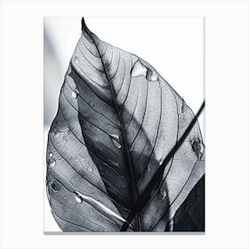 Black White Photograph Leaf Canvas Print