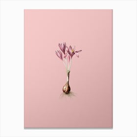 Vintage Autumn Crocus Botanical on Soft Pink Canvas Print