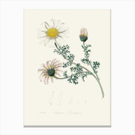 Vintage Botanical John Stephenson and James Morss Churchill Art Print _2731680 Canvas Print