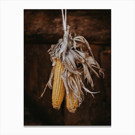Dried Yellow Corn Canvas Print