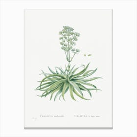 Crassula Nudicaulis, Pierre Joseph Redoute Canvas Print