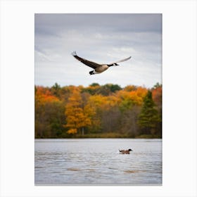 Canadian Geese 46 Canvas Print