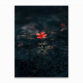 Single Flower In The Dark 99 Canvas Print