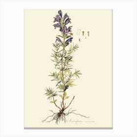 Lupine 1 Canvas Print