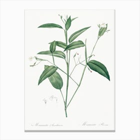 Maranta Arundinacea, Pierre Joseph Redoute Canvas Print