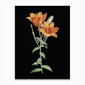 Vintage Orange Bulbous Lily Botanical Illustration on Solid Black n.0611 Canvas Print