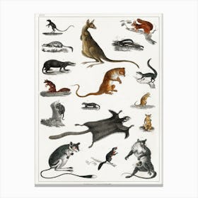 Collection Of Masupials, Oliver Goldsmith Canvas Print