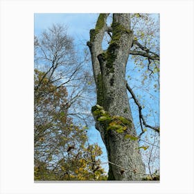 Mossy Tree Canvas Print