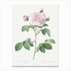 Royal White Rose, Rosa Alba Regalis From Les Roses (1817–1824), Pierre Joseph Redoute Canvas Print