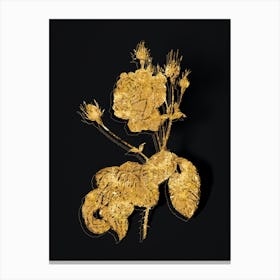 Vintage Cabbage Rose Botanical in Gold on Black Canvas Print