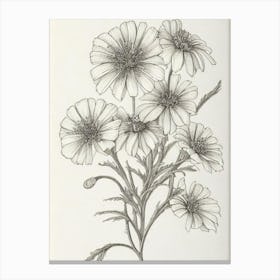 Marigold Vintage Botanical Flower Canvas Print